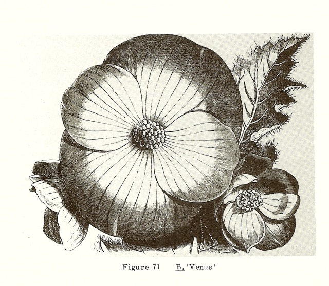 B. ‘Venus’